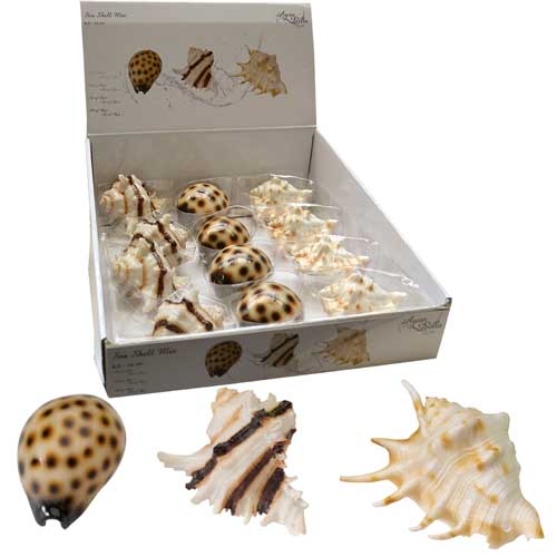 EBI AQUA DELLA Sea shell Mix 8,5-10cm